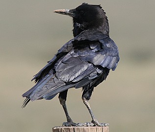 Kapkr&auml;he (Corvus capensis)  Cape Rook or Black Rook